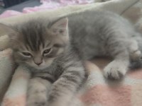 Blue point british shorthair bebekler teslime hazır