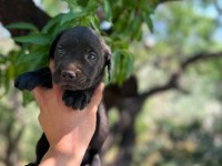 Cane corso yavrusu