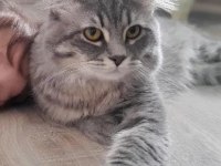 1 Yaşında Orjinal British Longhair (Erkek)