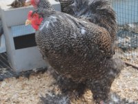 COCO BRAHMA KULUÇKALIK YUMURTA & CİVCİV