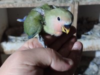 BEBEK YAVRUMUZ EL BESLEMESİ İÇİN HAZIRDIR BUYRUN