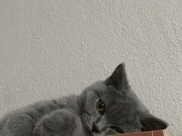 Dişi British Shorthair