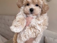 POFUDUK MALTİPOO BEBEĞİMİZ