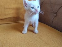 BRİTİSH SHORT HAİR MİNİKLER