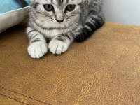 2,5 Aylık Scottish Fold ve British Shorthair Yavrular