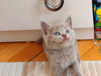 GRİ LİLAC DİŞİ ERKEK SAFKAN YAVRULAR
