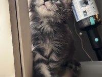 Saf kan şecereli maine coon yavruları