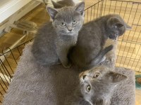 British shorthair 2 aylık kedimiz