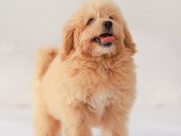 DİŞİ MALTİPOO YAVRUMUZ YENİ YUVASINI ARIYOR
