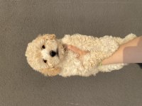 2 aylık toy poodle erkek