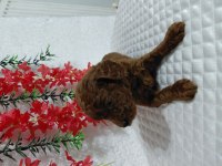 Orijinal Kg Garantili Toy Poodle Bebekler