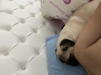 7 aylık dişi pug