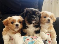 2 erkek 1 dişi köpeğimiz
