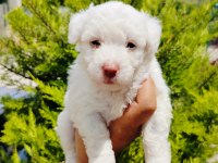 Terrier yavrular