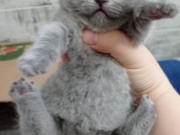 British Shorthair Scottish Fold Gri Renk Yavrular