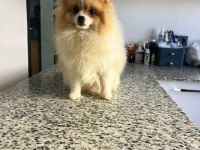 10 aylık pomeranian erkek