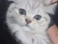 Sevimli british longhair tarçın