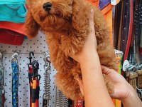 4 aylık kore toy poodle