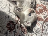 British longhair ve british shorthair bebişler