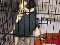 İlk günkü gibi heyecanlı pug