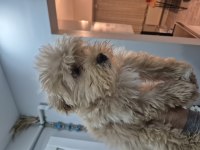 Toy poodle aprikot yavrum