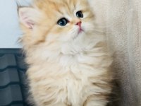 Ny24 golden yavru british longhair