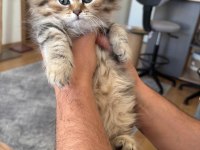 Black golden british longhair