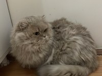 Cy11 Cinnamon British Longhair