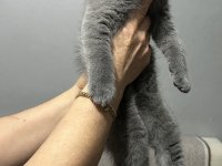 Gri Erkek Yavru Scottish Fold