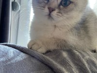 Yavru dişi eğitimli aşılı karneli Scottish fold