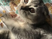 Ev arıyoruz scottish fold kızıma