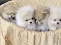 Safkan Barbi British Longhair Kedisi