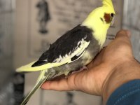 3 adet el besleme full evcil yavrular 1 adet yaşında