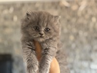 BRITISH LONGHAIR GRİ YAVRULARIM