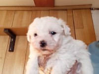 O beden Maltese terrier yavrular ırk sağlık garantili