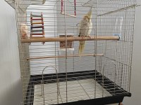 7 Aylık Erkek Pearl Sultan Papağanı Kafesiyle Birlik