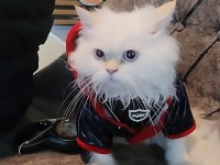8 AYLIK AŞKLAR TAMAMLANDI CHİNCHİLLA YAVRUM