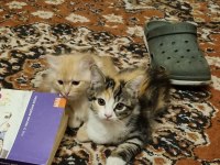 3 aylık yavru kediler acil yuva