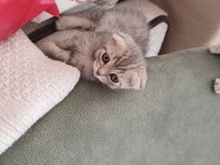 Ayıcık Suratlı Scottish Fold Yavrumuz Sahibini Bekliyor