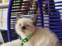 British Shorthair Chocolate Point Yavrular