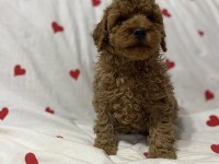 2 aylık toy poodle bebekler erkek