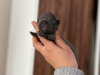 Egzotik french bulldog bebeklerimiz