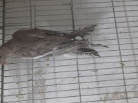 Hazır kızgın boşta kendi üretimim sultan papağanı dişiler