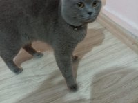British tatlı oğluşumuz