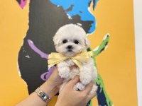 Micro boy bichon frise safkan safkan