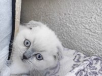 Scottish Fold 50 Günlük Yavrular