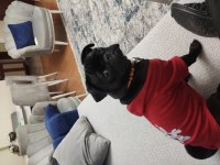 Pug kızımız dora