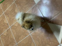 Üst düzey 2.5 yaşında erkek pomeranian boo