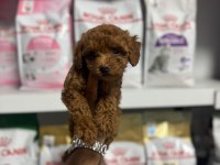 Sevimli Toy Poodle Yavrular