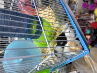 BEBEK HAMSTERLAR
